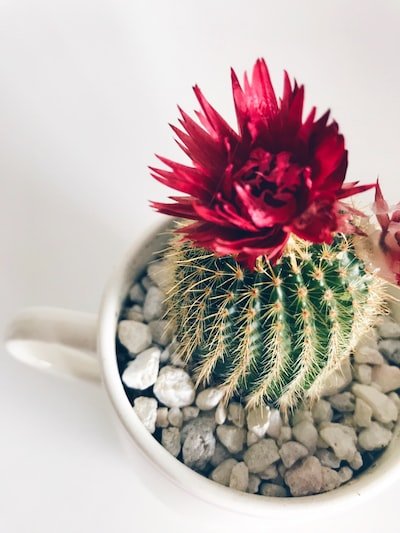 Une belle idée de décoration avec de simples cailloux